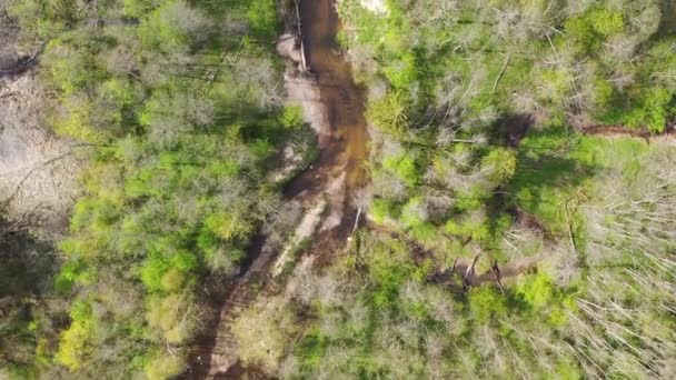 空中俯瞰着小河 蜿蜒流过绿林 — 图库视频影像