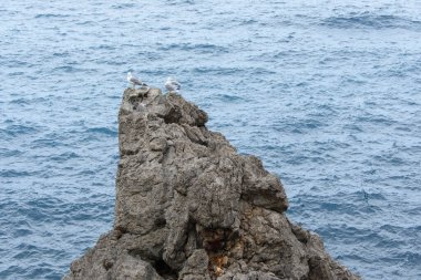 Deniz suyunda iki martı.