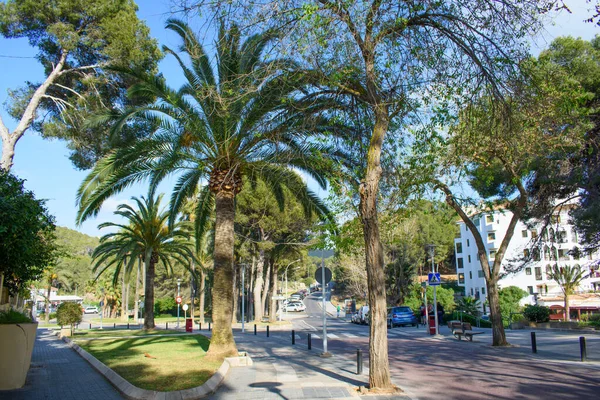 Peguera Mallorca Spain 2022 Palm Trees Cars Parked Street Peguera — Stockfoto