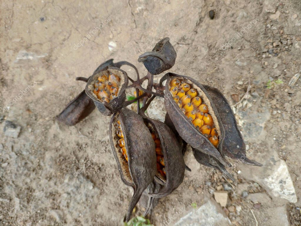 Opened seed pods of kurrajong bottle tree (brachychiton populneus) with
