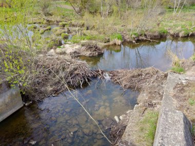 Half destroyed beaver dam over small river