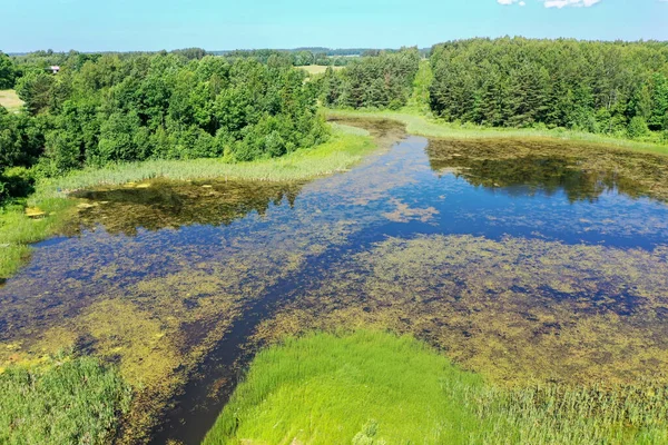 Aerial view of green overgrown lake surrounded with forest
