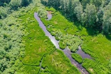 Aerial high angle view of green grass and water in marsh wetland