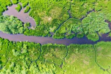 Bataklıktaki yeşil çimlerin ve suyun yukarıdan görünüşü