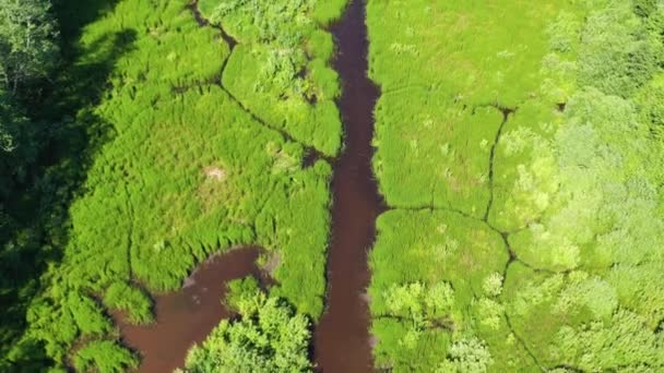 Aerial Top Shot Flying Green Grass Water Marsh Wetland — Vídeos de Stock