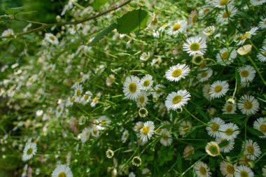 Fresh spring field of daisies