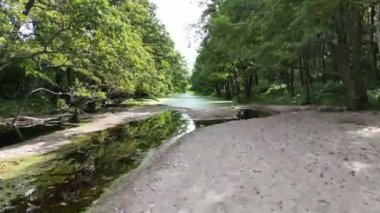 Aerial shot flying over green river surrounded with trees