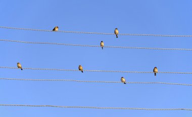 Serçeler güç hatları