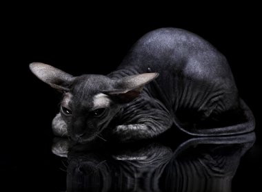 siyah adam ayna yatan genç Kanadalı sphynx kedi