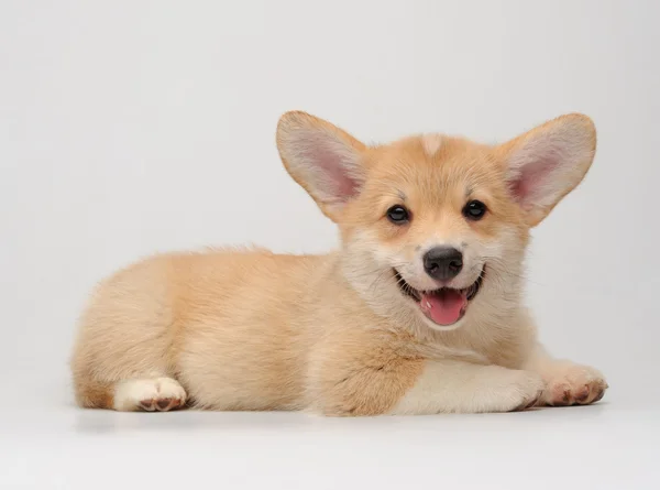 Bonito cachorro Corgi mentindo e sorrindo — Fotografia de Stock