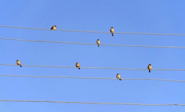 Vrabci na elektrické vedení — Stock fotografie