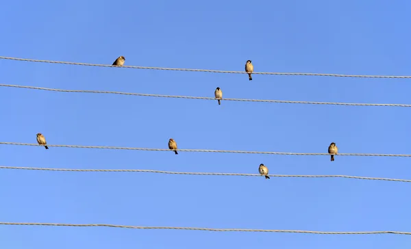 Pardais em linhas eléctricas — Fotografia de Stock