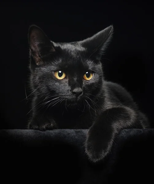 Fekete macska -val sárga szem — Stock Fotó