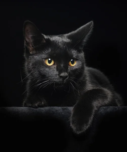 Gato preto com olhos amarelos — Fotografia de Stock