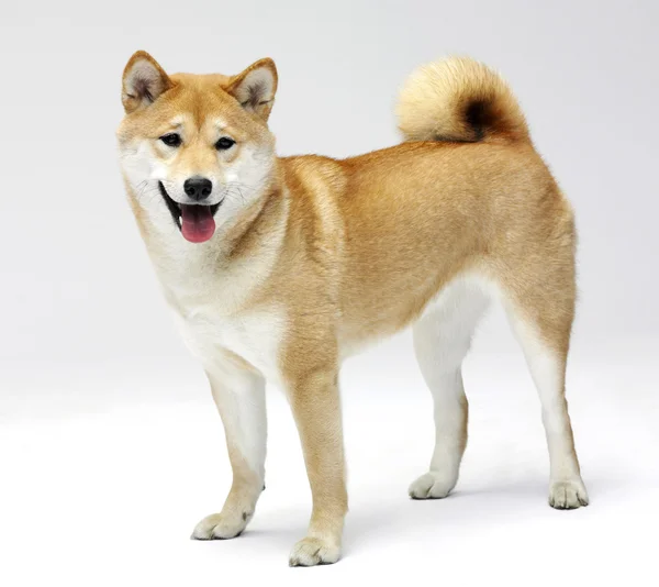 fince spitz