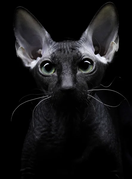 Junge kanadische Sphynx-Katze blickt auf schwarzem Backgro in die Kamera — Stockfoto