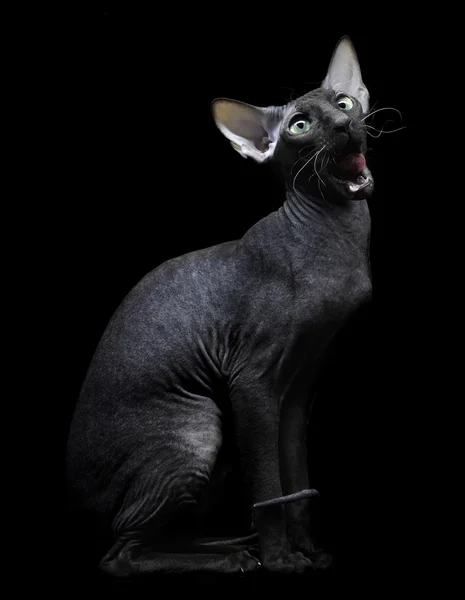 Genç Kanadalı sphynx kedi oturmuş siyah arka plan üzerine
