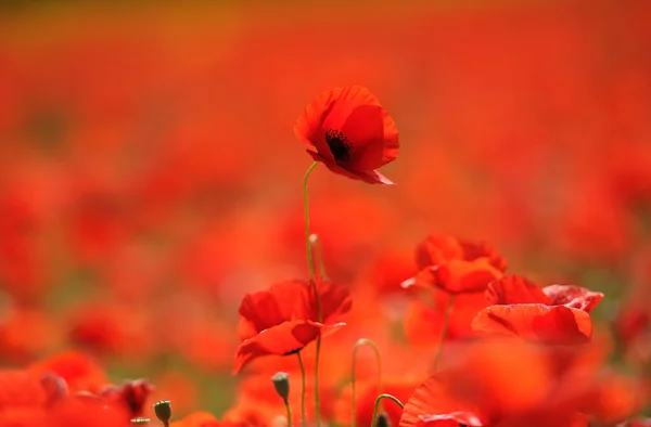 Amapolas rojas en el campo — Foto de Stock