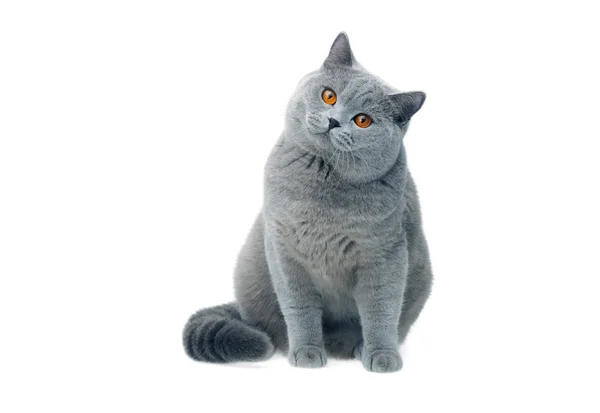 British cat staring — Stock Photo, Image