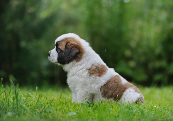 Saint bernar pup zitten in het gras — Stockfoto