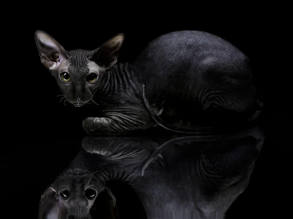 Mladý kanadský sphynx kočka ležící na zrcadlo na černé poza — Stock fotografie