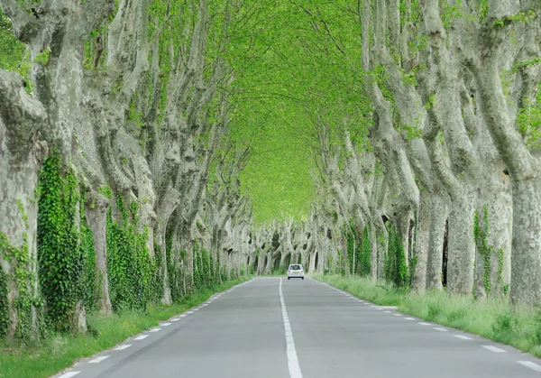 ağaçlar arasındaki yol