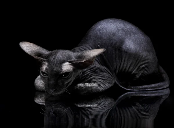 siyah adam ayna yatan genç Kanadalı sphynx kedi