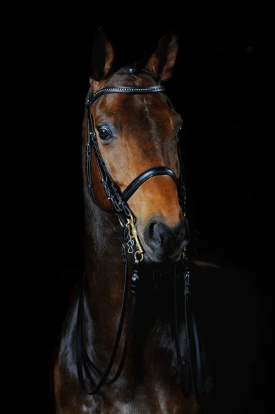 Retrato do cavalo esporte — Fotografia de Stock