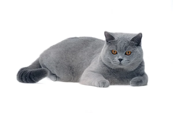 Junge britische Katze — Stockfoto