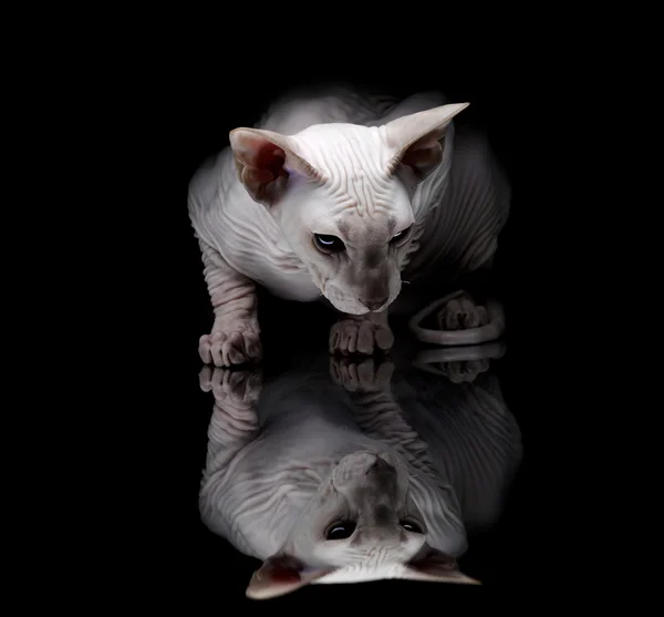 Молодий сфінкс кіт на чорному тлі — стокове фото