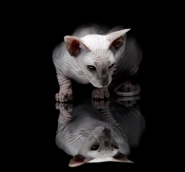 siyah arka plan üzerine genç sphynx kedi