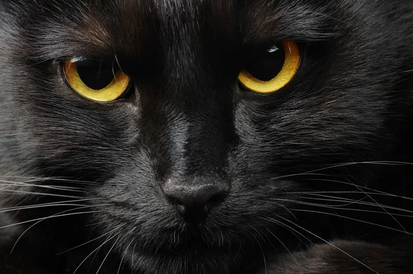siyah kedi