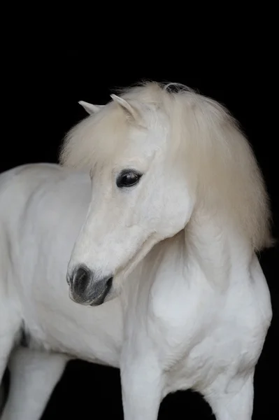 Портрет красивого білого поні — стокове фото