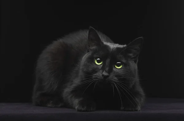 Черная кошка с зелеными глазами — стоковое фото