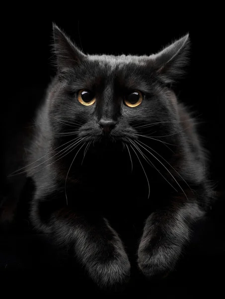 Schwarze Katze mit gelben Augen — Stockfoto