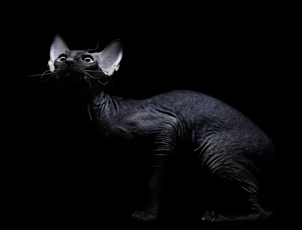 Jovem canadense sphynx gato olhando para cima no fundo preto — Fotografia de Stock