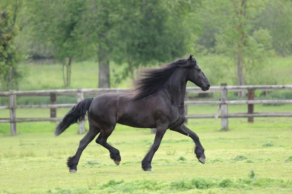 Friesian horse in the field — Stock Photo, Image