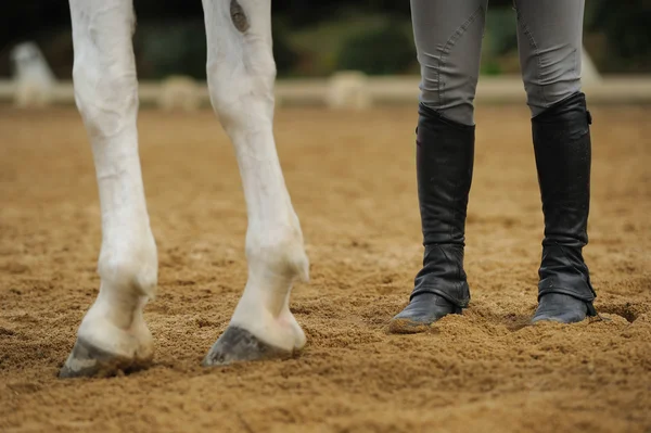 Jambes de cheval et jambes humaines — Photo