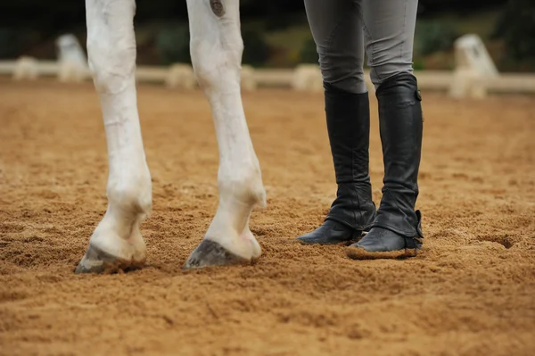 Jambes de cheval et jambes humaines — Photo