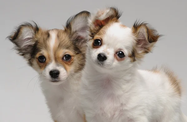 iki sevimli chihuahua yavrusu
