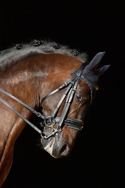 Retrato do cavalo esporte — Fotografia de Stock