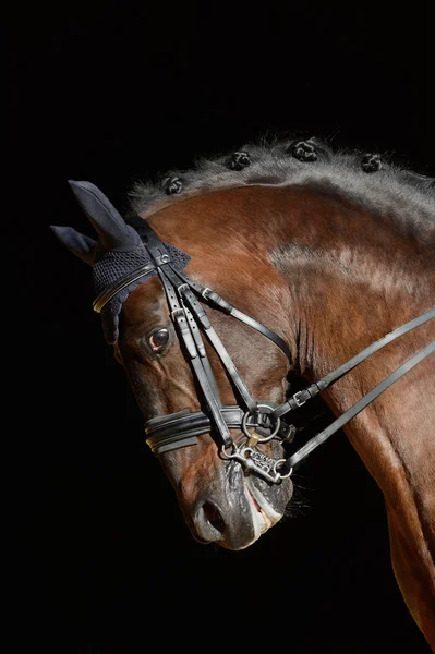 Portrait du cheval de sport — Photo