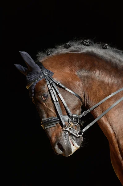 Porträtt av sporthästen — Stockfoto