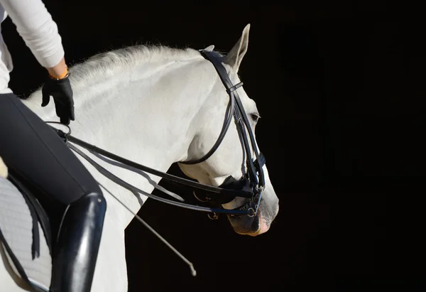 Bílá sportovní kůň s jezdcem — Stock fotografie