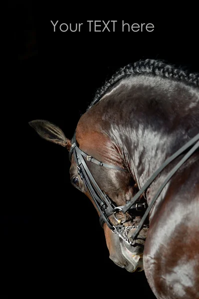 Porträtt av sporthästen — Stockfoto