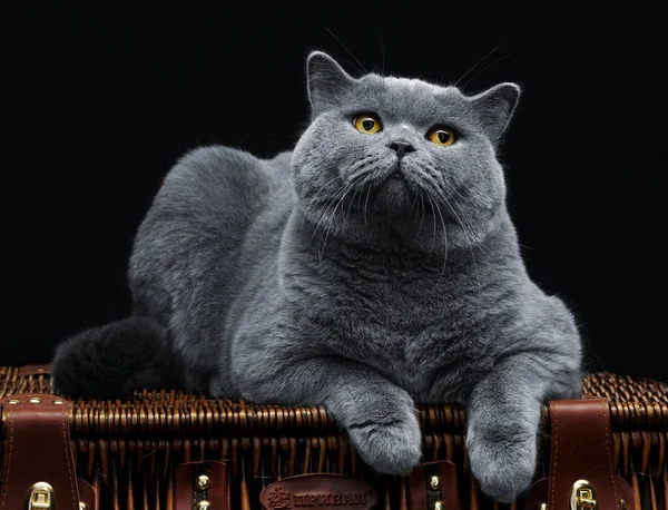 Velká britská kočka ležící na kufr — Stock fotografie