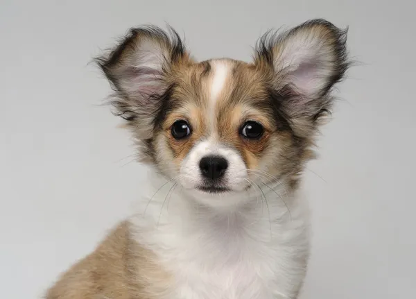 Close-up portret van schattige chihuahua pup — Stockfoto