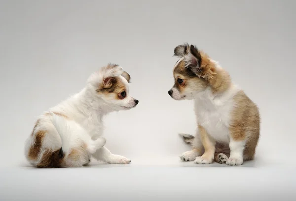 Twee schattige chihuahua puppies zitten — Stockfoto
