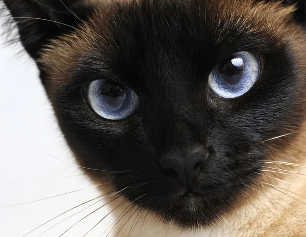 ciddi kedi