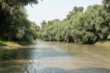 Tuna 'nın Teh delta bölgesindeki bir kolu, Romanya.